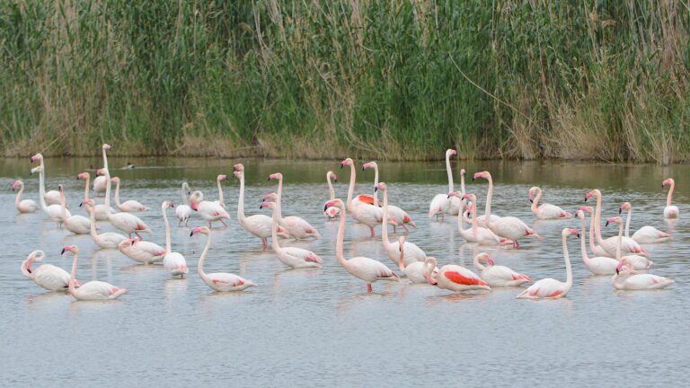 Parchi naturali Sardegna, fenicotteri rosa
