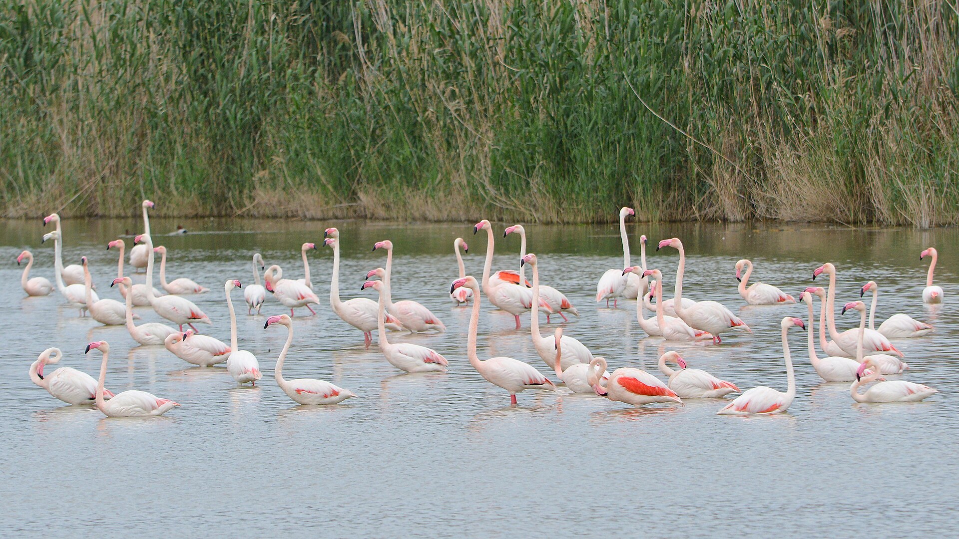 Parchi naturali Sardegna, fenicotteri rosa