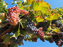 Vigneto di Cannonau in Sardegna, uva rossa, paesaggio vitivinicolo sardo